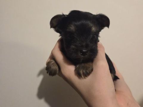 Yorkshire toy 1700 54220 Malz�ville