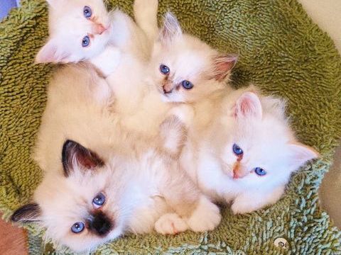 chaton sacr&eacute; de birmanie 800 67230 Sermersheim