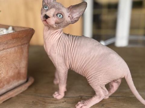 5 magnifiques chatons SPHYNX 0 71130 Gueugnon