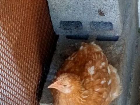 Poules rousses 6 62232 Annezin