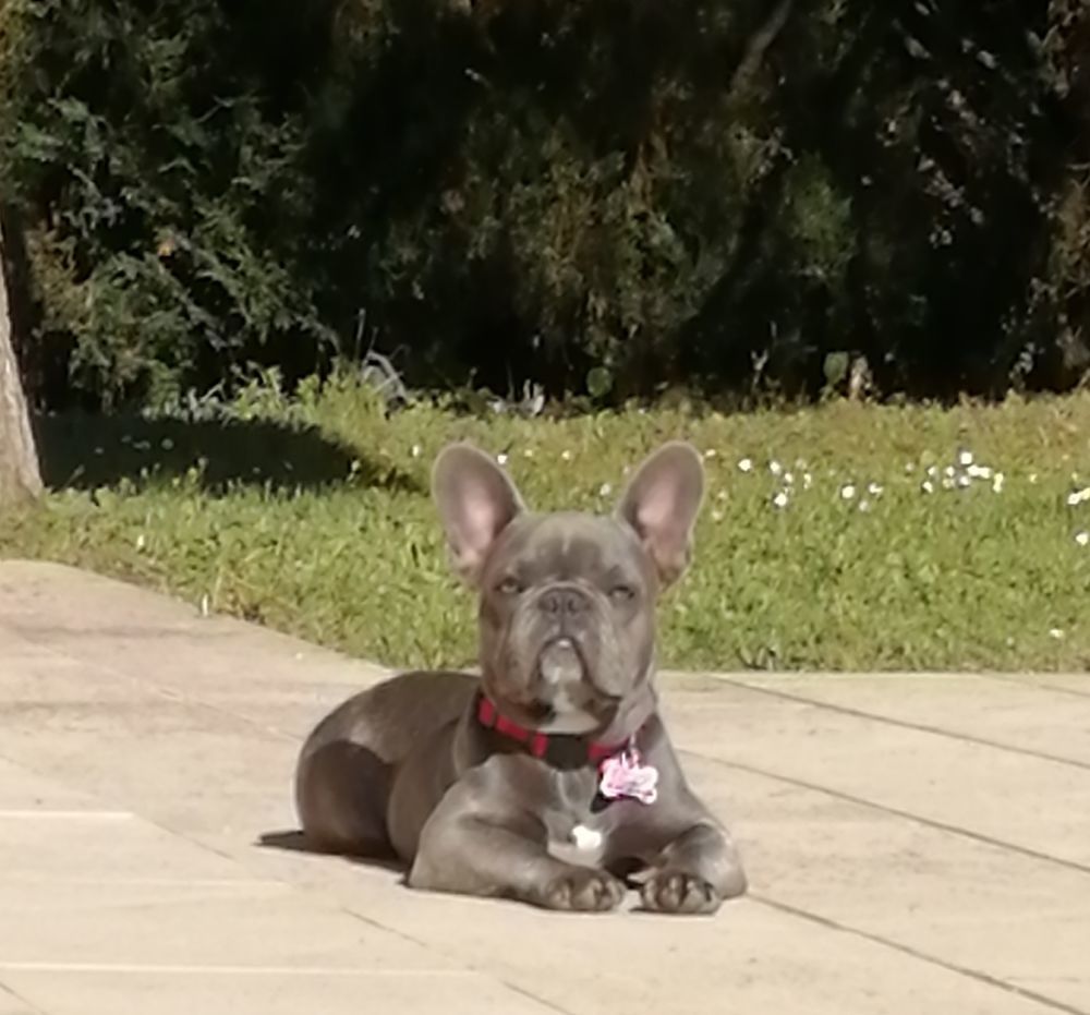   Femelle Bouledogue Français Exotique 