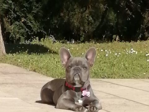 Femelle Bouledogue Fran&ccedil;ais Exotique 0 26730 Eymeux