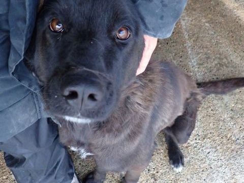 Padisha &agrave; l'adoption 300 54000 Nancy