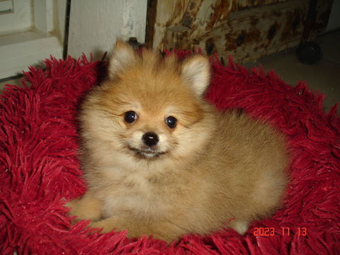 spitz femelle 980 17400 Saint-denis-du-pin