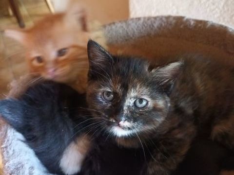 Donne chaton  0 74570 Groisy