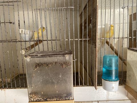 Canaris  20 33130 B�gles