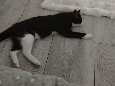 Donne chaton  noir et blanc 0 13013 Marseille