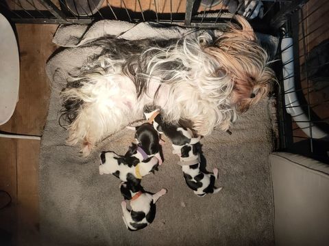 adorable biewer 0 84800 L'isle-sur-la-sorgue