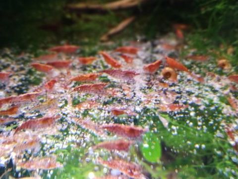 Crevette red cherry pour agr&eacute;menter votre aquarium 10 66270 Le soler