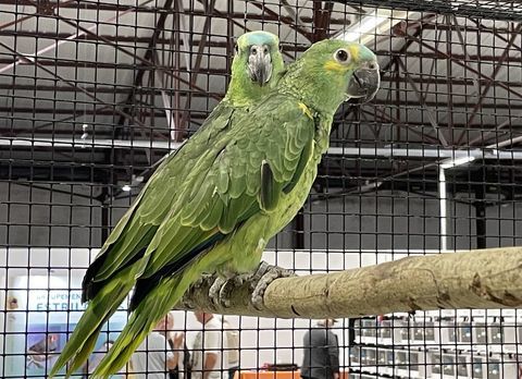 Jeunes Amazones Front Bleu (amazona aestiva) 600 44110 Châteaubriant