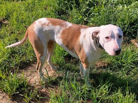 Romy, femelle, X Berger, n&eacute;e le 02/10/2022 380 85000 Mouilleron-le-captif