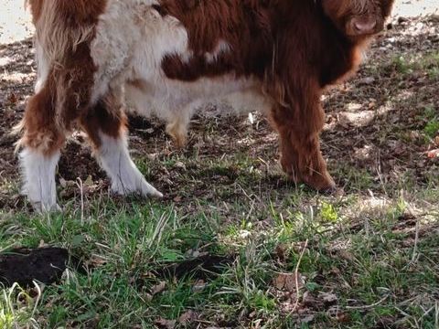 Highland Cattle  Crois&eacute; Galloway 750 29590 Le faou