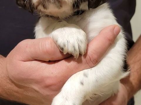 Chiots petit &eacute;pagneul de Munster  550 44130 Le g�vre