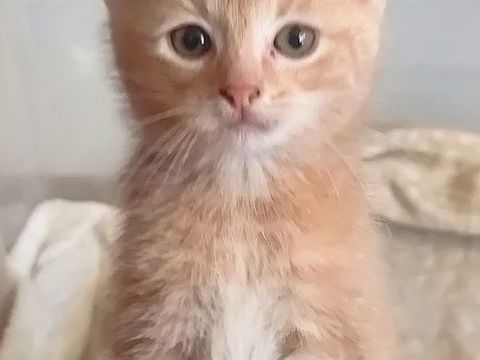  Adorables chatons m&acirc;les et femelle pr&ecirc;ts &agrave; l'adoption 0 13600 La ciotat