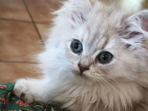 Chatons British longhair 1200 83210 Solliès-toucas