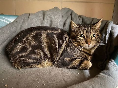 ALPHA 200 26700 Pierrelatte