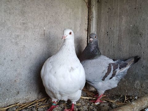 couple pigeon texan pure race 
j 0 59239 Thumeries