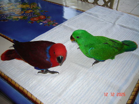 Perroquet éclectus 900 58140 Saint-andr-en-morvan