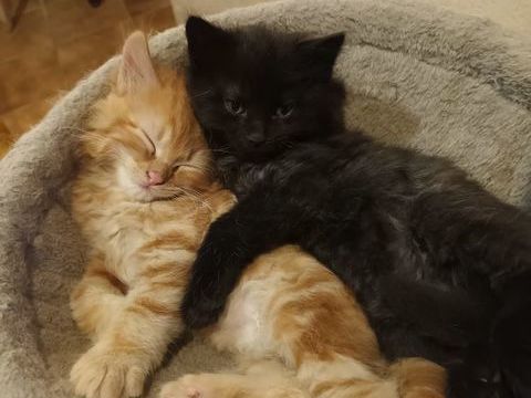 Donne chatons  0 74570 Groisy