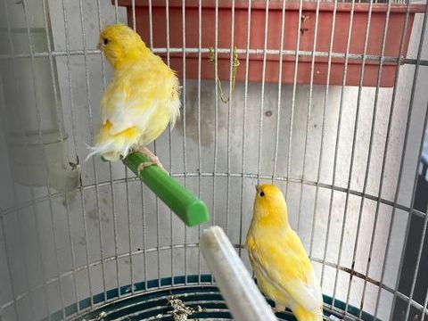 Couple canaris jaunes avec leur cage 50 84000 Avignon