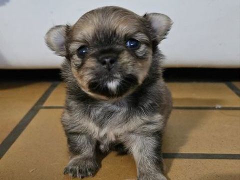 chiot chihuahua femelle 1050 77640 Jouarre