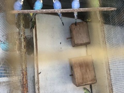 Perruche ondulée 10 17120 Semussac