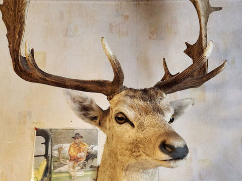 TROPHEE DE  DAIM. 200 56130 Saint-dolay