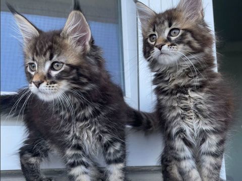 BLUE - Femelle Brown Tabby - Maine Coon LOOF 1150 77210 Avon