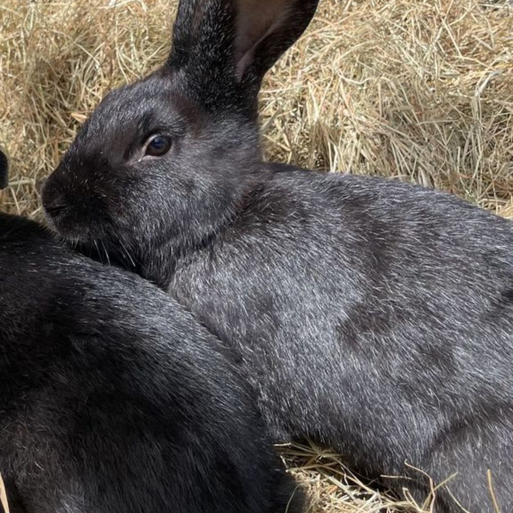   Lapins argenté de champagne 