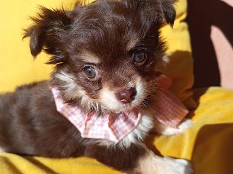Magnifique petite chihuahua poils longs 995 69480 Lucenay