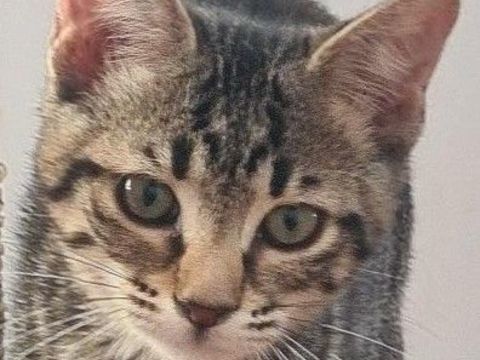 LEIA CHATONNE TIGREE 5 MOIS 225 92260 Fontenay-aux-roses