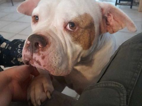 Taïka bouledogue proche de son humain 250 35000 Rennes