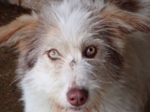 Shiley &agrave; l'adoption 320 88000 Chantraine