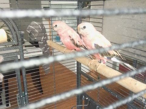 j' ai un couple de Bourke rose année 2025 prix 45 le couple 45 16250 Prignac