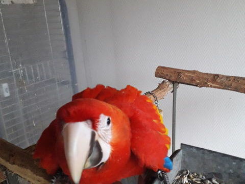 Cède Perroquet -Ara Macao Mâle - élevé a la main - 2025 2500 24110 Saint-lon-sur-l'isle