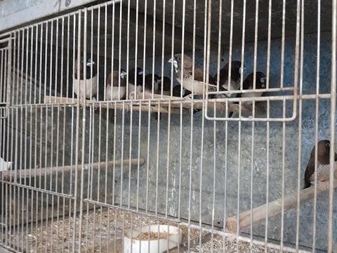 moineaux du japon 0 45310 Villamblain