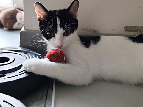 ALANA 170 35490 Vieux-vy-sur-couesnon