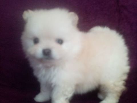 Spitz nain 7 mois 1 dilu&eacute; 1 cuivr&eacute; 1 blanc 800 66000 Perpignan