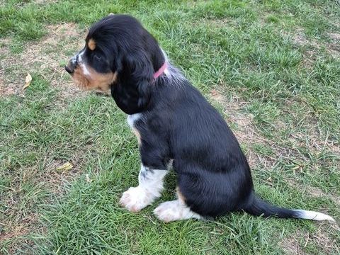 chiots 1000 49600 Andrez