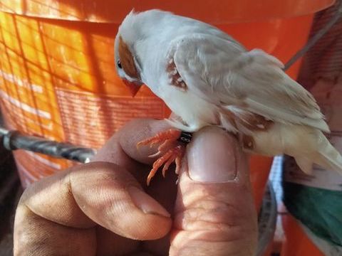 Salut a céder des mandarins de 24 et 25 en couples ou séparé 20 83120 Sainte-maxime