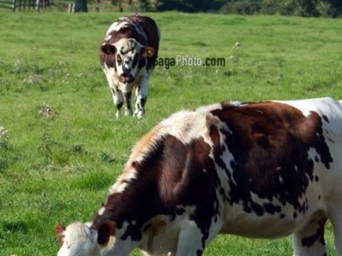 PENSIONS BOVINES 2 01240 Saint-paul-de-varax
