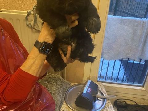 chiots shih tzu 1800 83200 Toulon