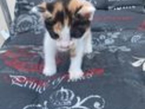   Don contre bon soin de 4 chatons 1 mâle et 3 femelles.  