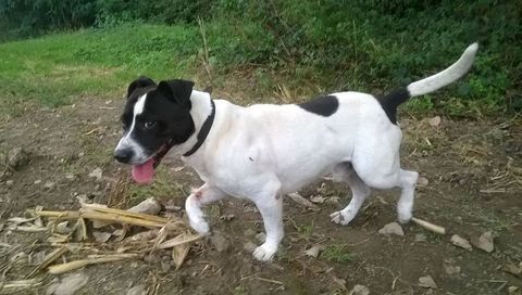 PiRATE, staffie, 10 ans SAUVETAGE 15 kilos 0 81200 Mazamet
