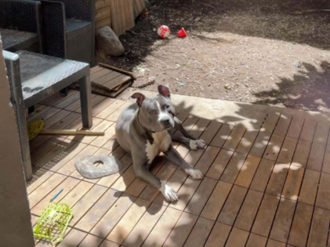 Petit Staff cherche nouvelle famille 0 34500 Béziers