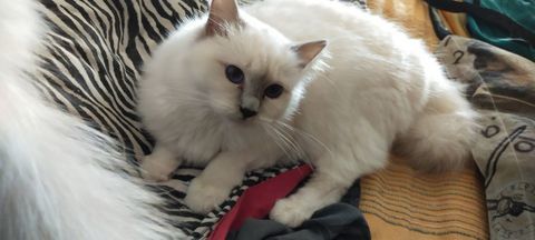 chatte Sacr&eacute; de Birmanie en r&eacute;duction &eacute;levage 400 72600 Mamers