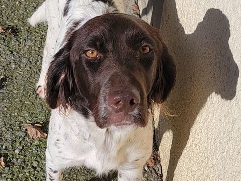 Chiots munsterlander 550 44130 Le gvre