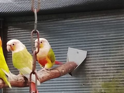 pyrrhura molina&eacute; 50 49120 La tourlandry