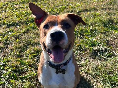Chien très gentil à donner 0 13530 Trets