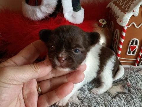 Magnifique chiot chihuahua poil long 850 60400 Noyon